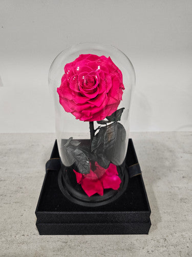 Pink Preserved Rose
