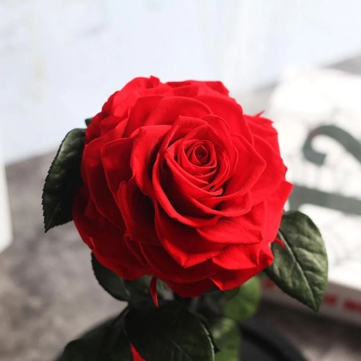 Preserved Red Rose By Giftkart 🌹🌹